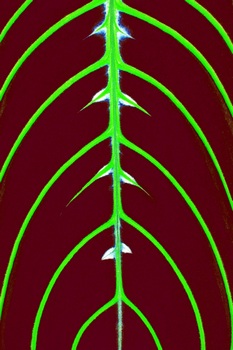 F 067C